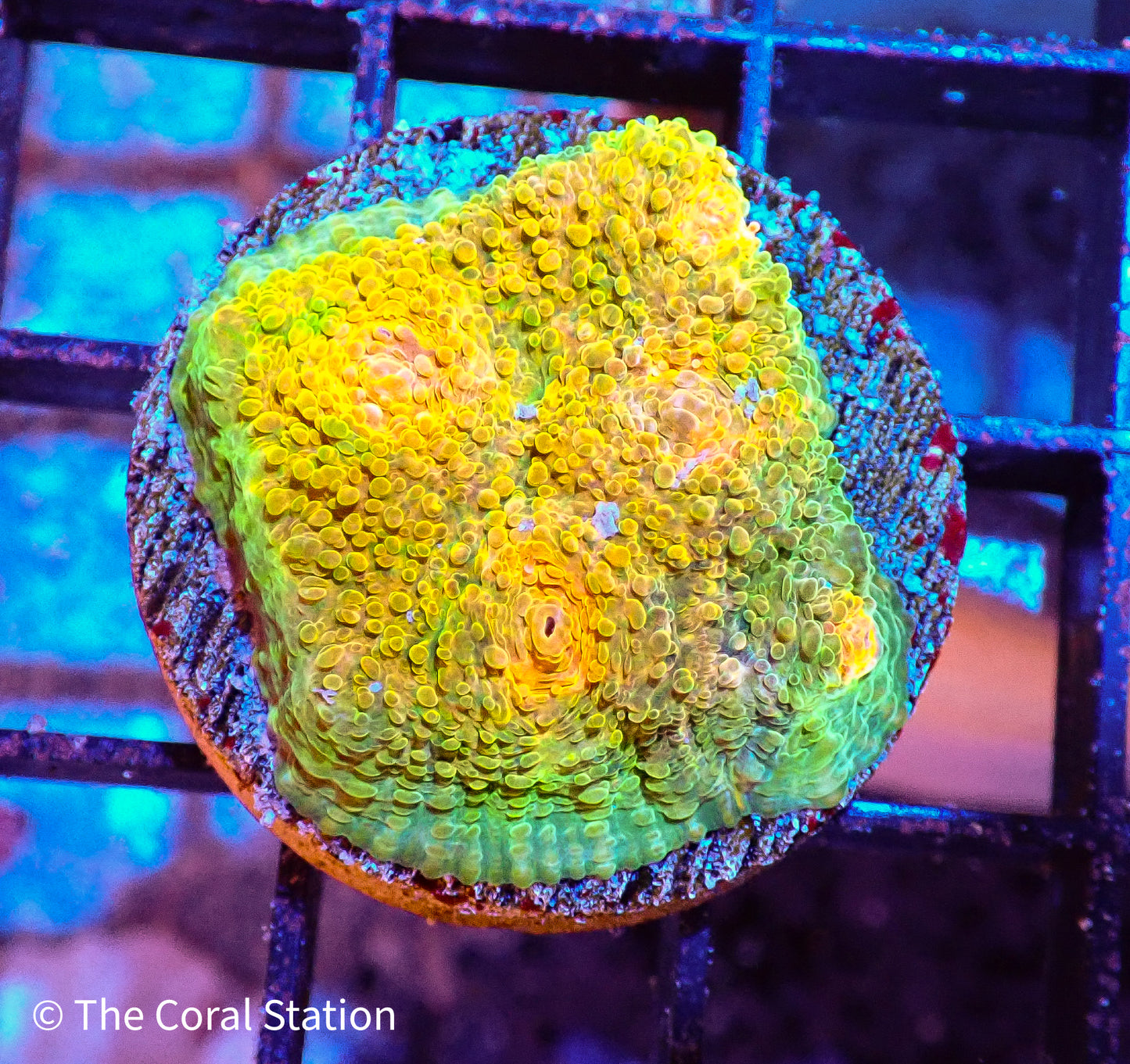 Chalice Frag