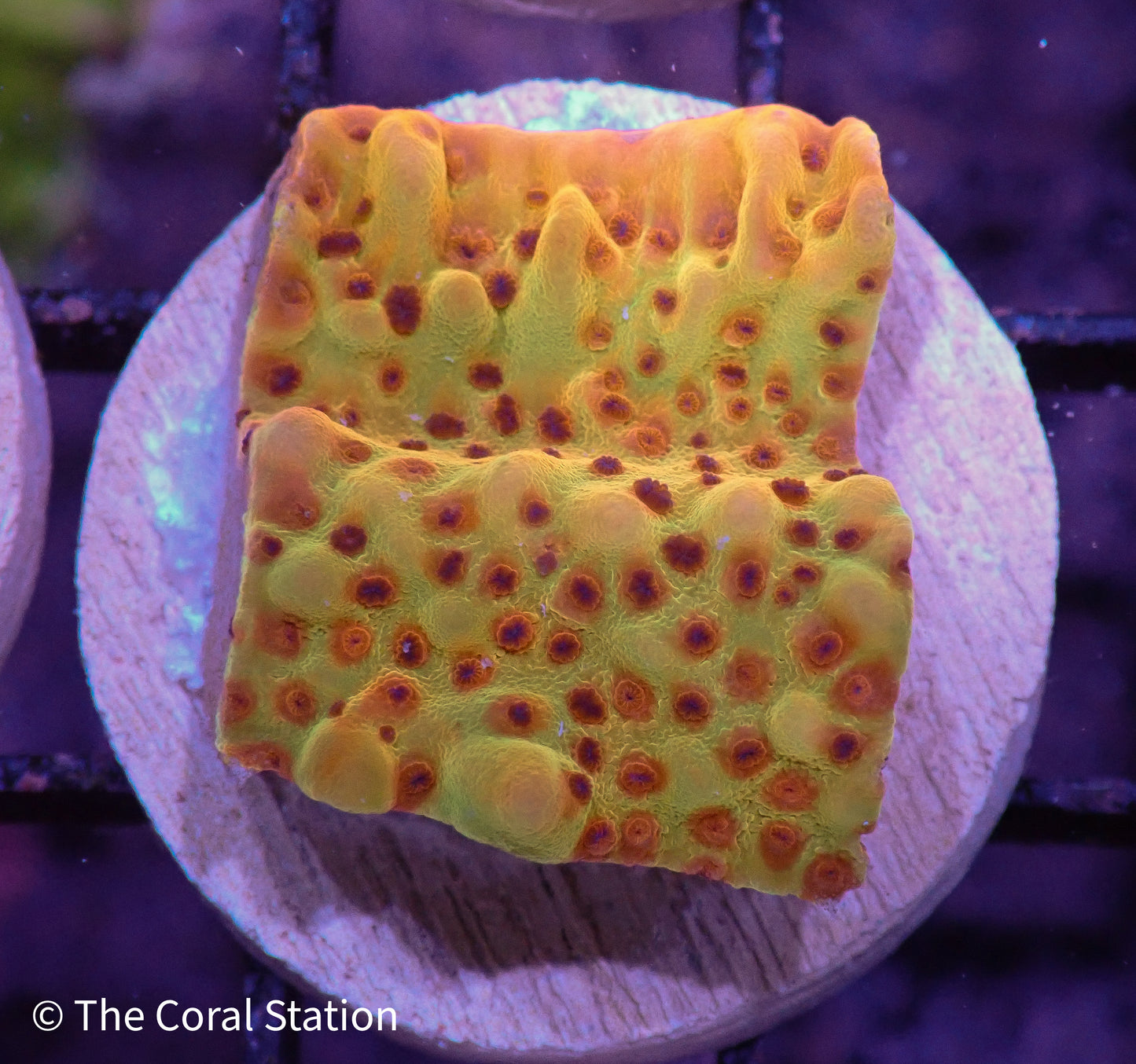 Crazy T. Montipora Frag