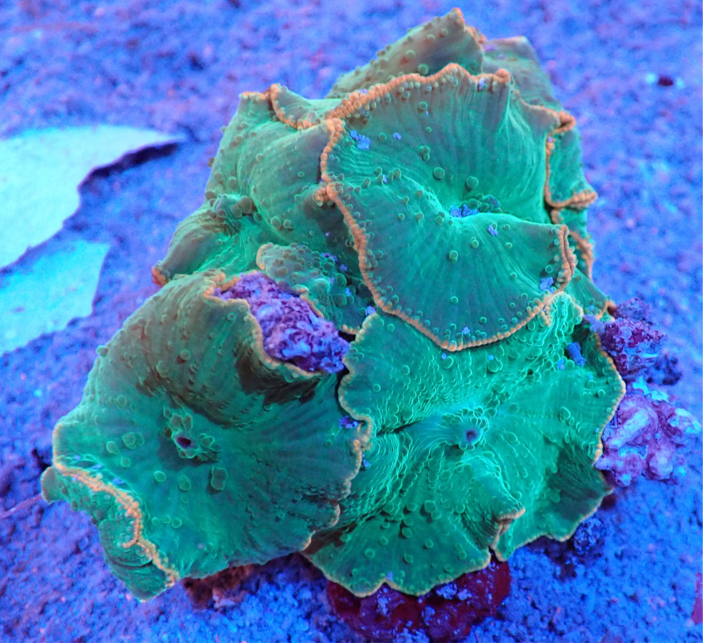 Mushroom Rock