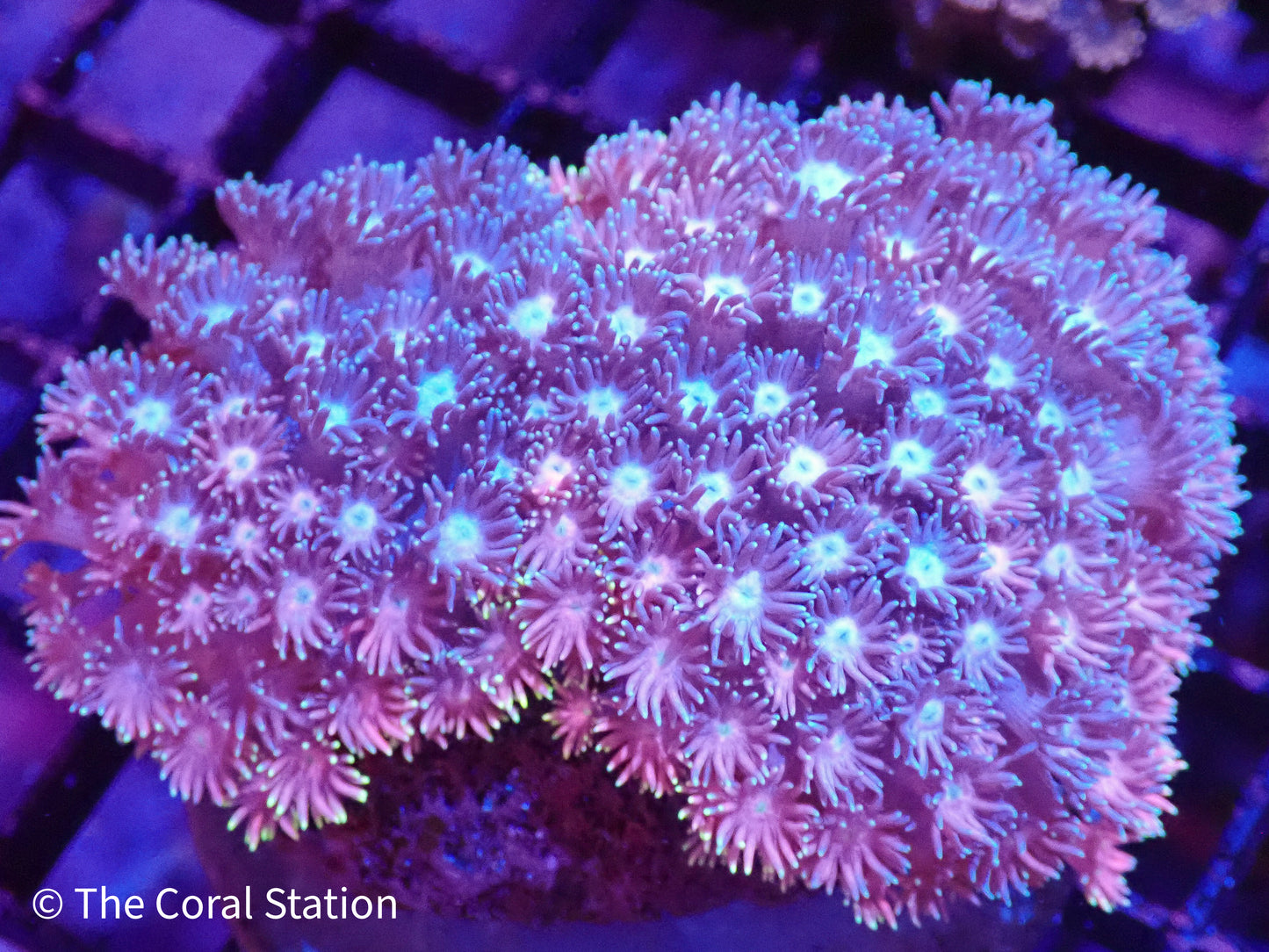 Rainbow Mini Colony Goniopora