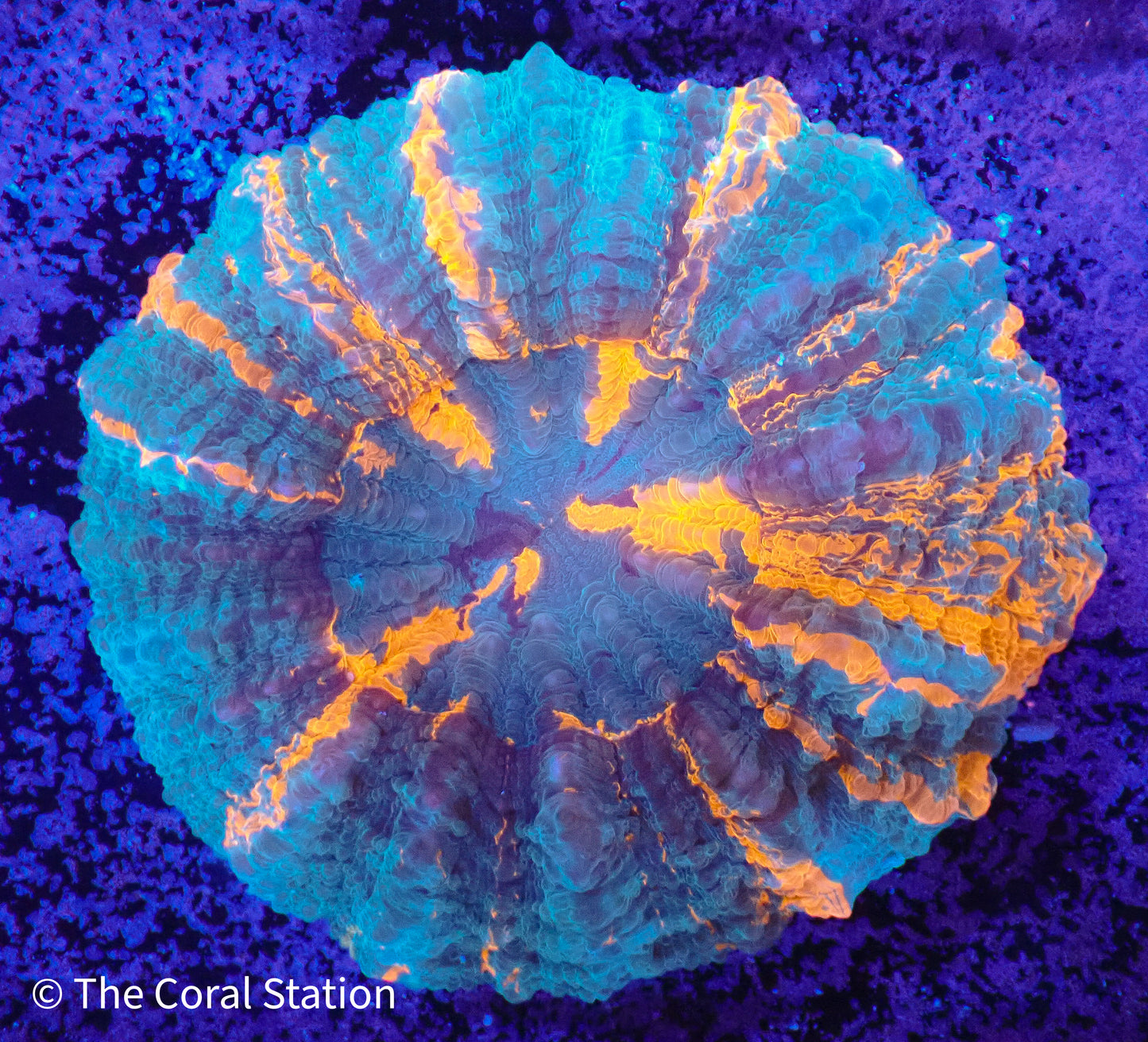 Acanthophyllia