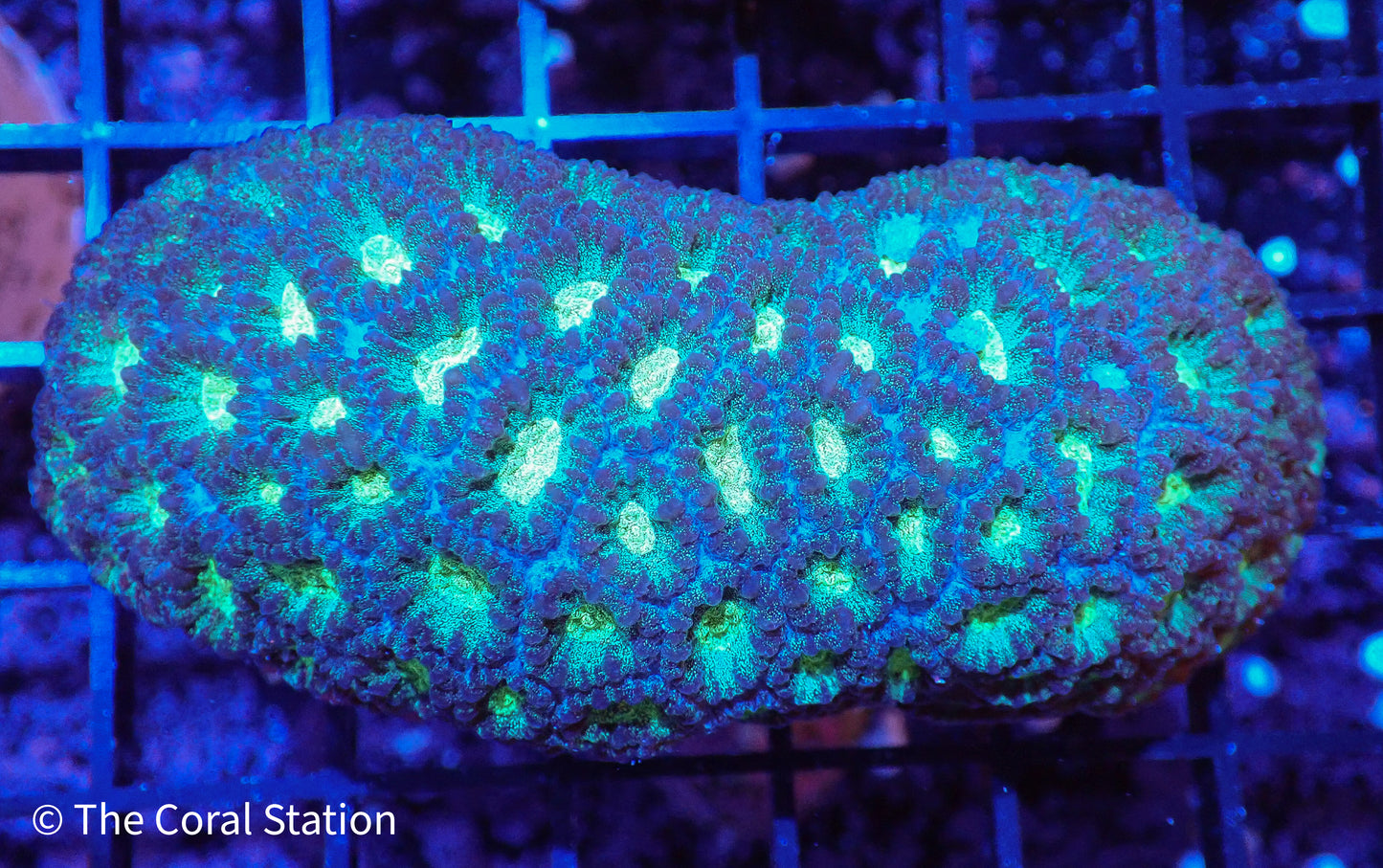 Goniastrea Colony