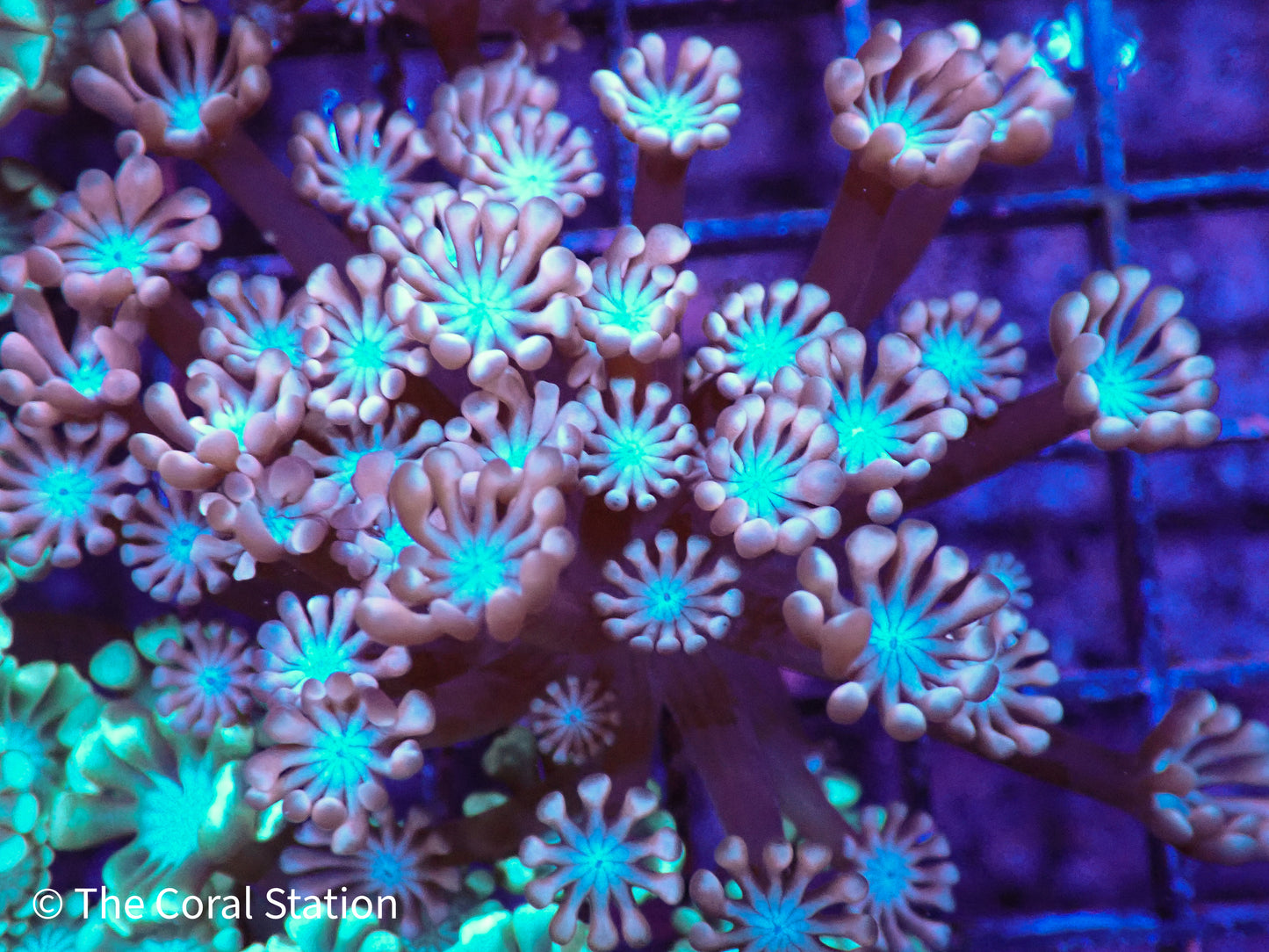 Pink with Blue Center Alveopora