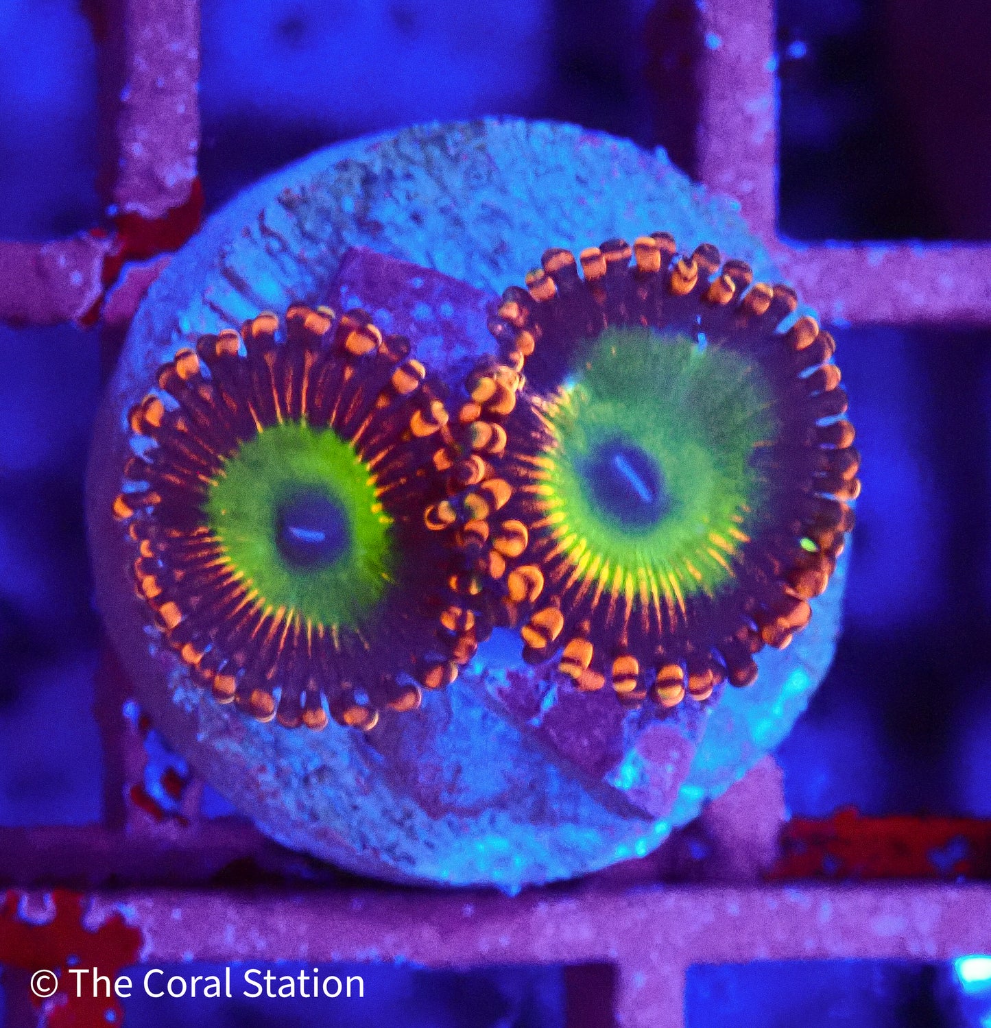 Bowser Zoanthid Coral in reef aquarium with bright orange, red, and green polyps