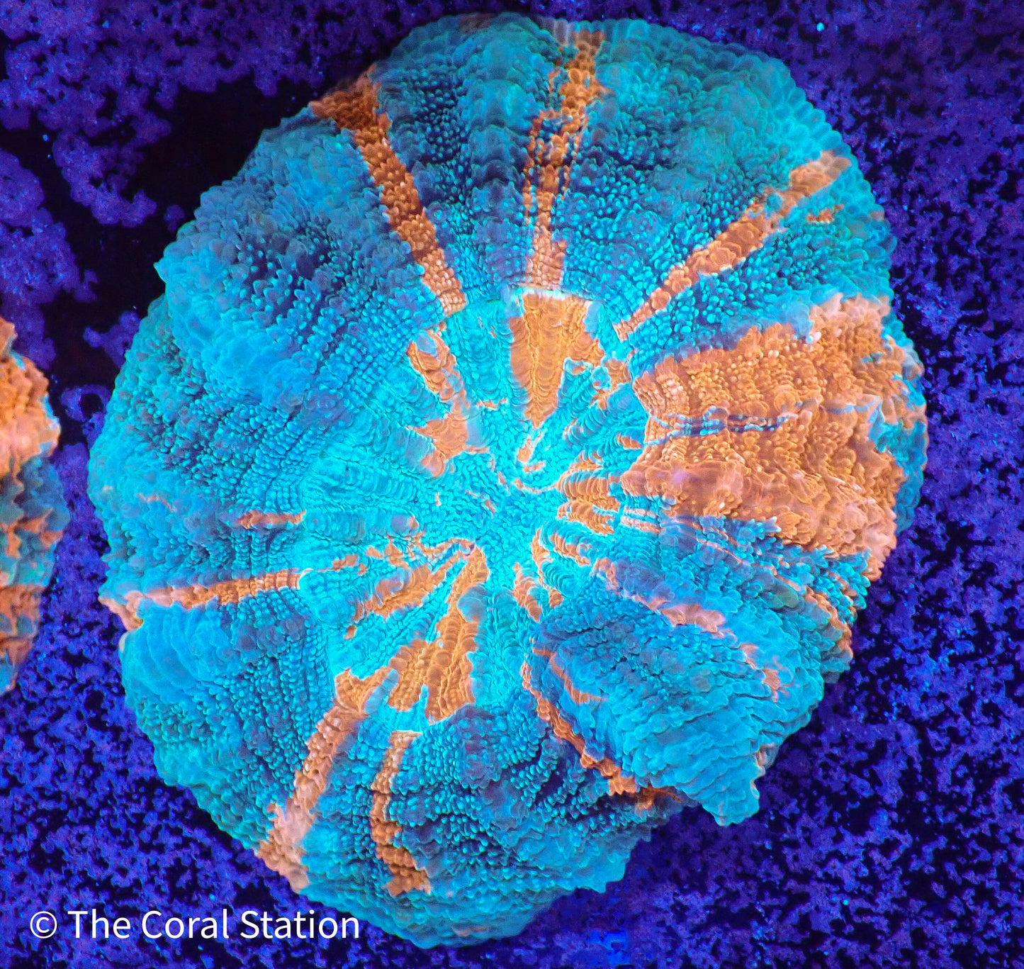 Acanthophyllia