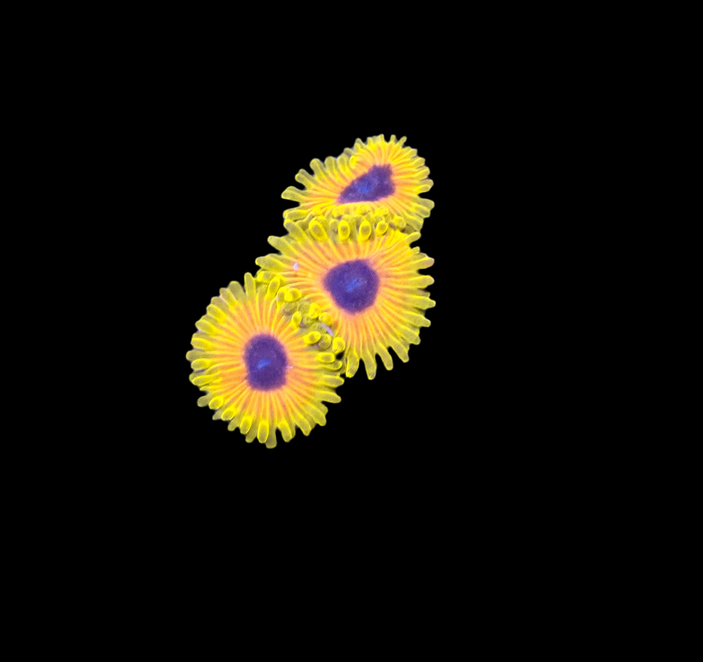 Great Owl Zoa 3Polyps