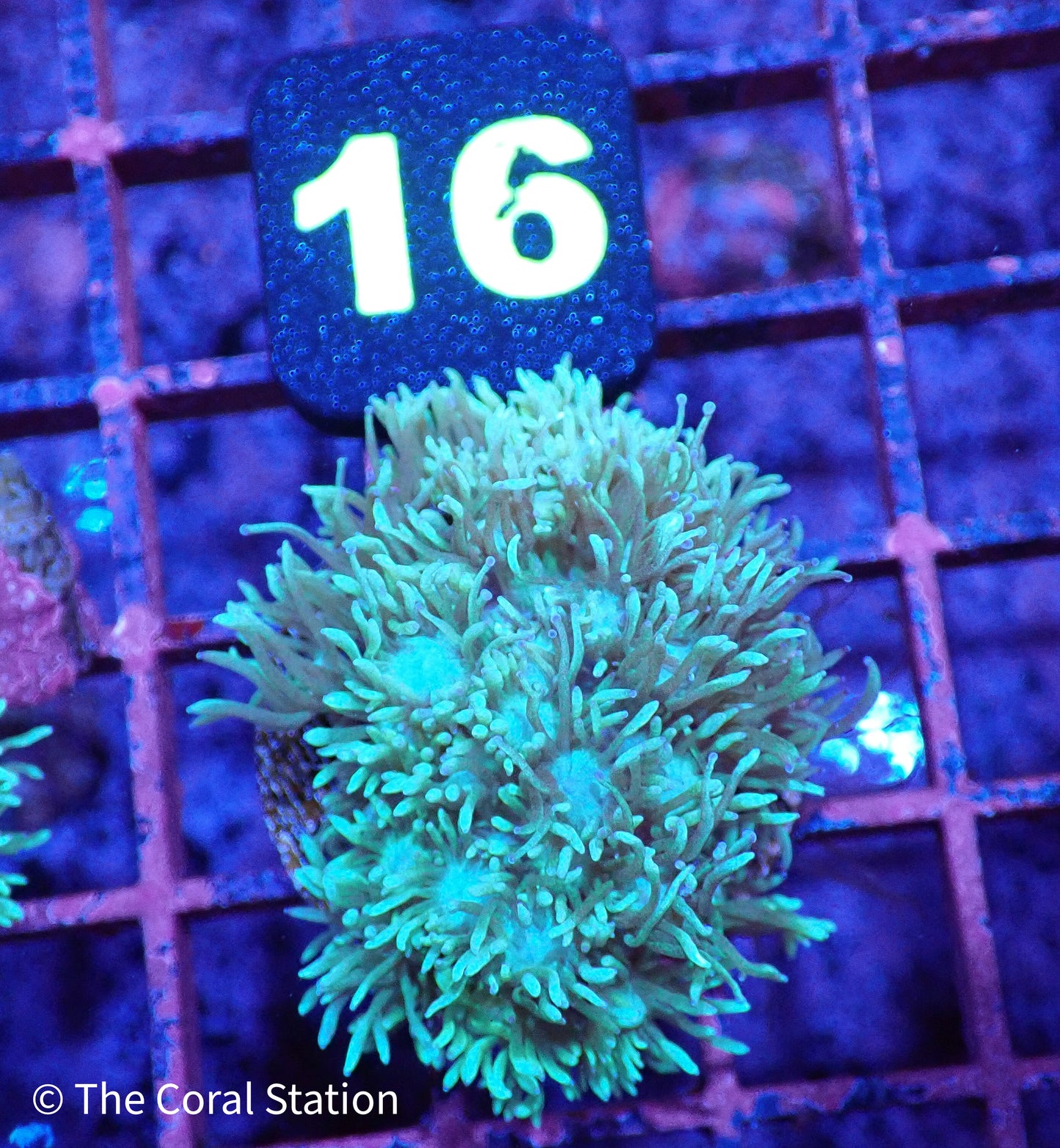 Green Goniopora