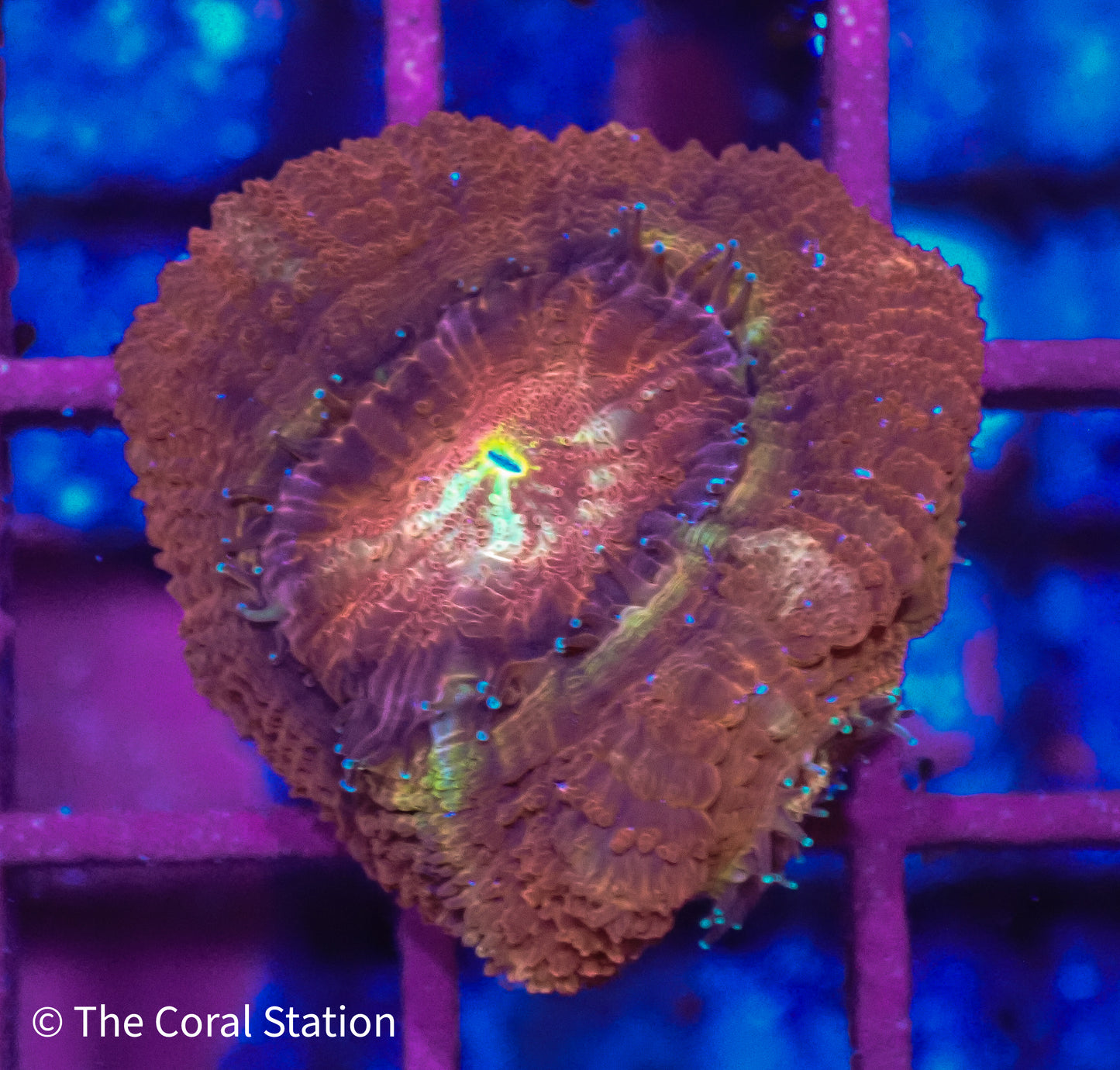 Asian Acan