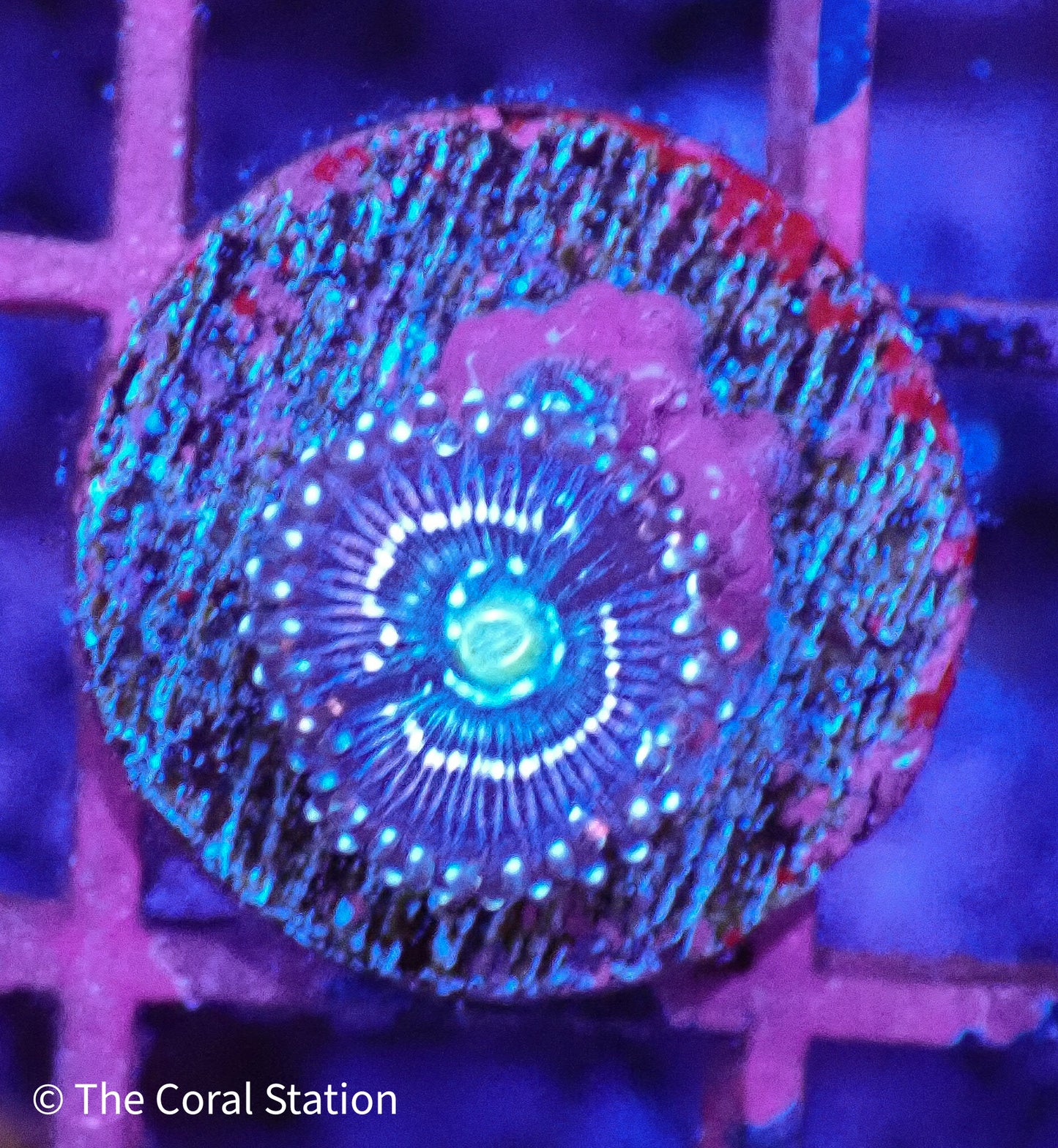 Miku Freak 1Polyp Zoa