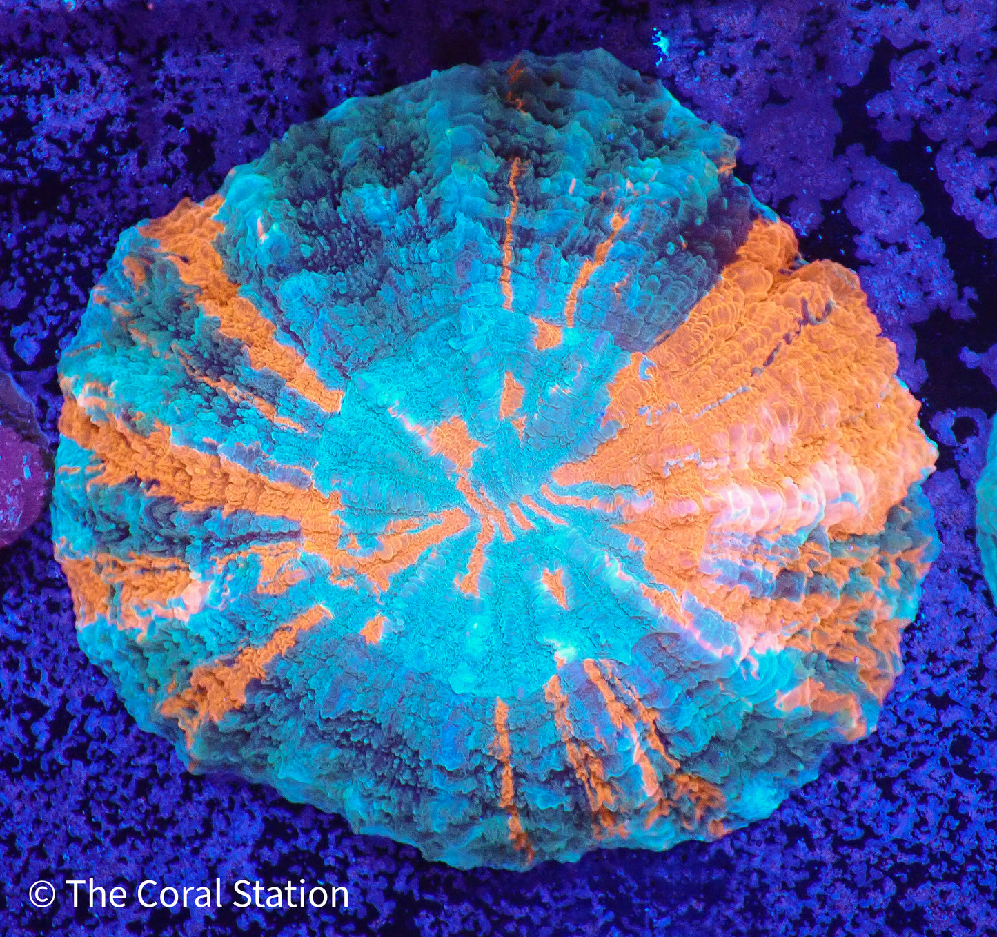 Acanthophyllia