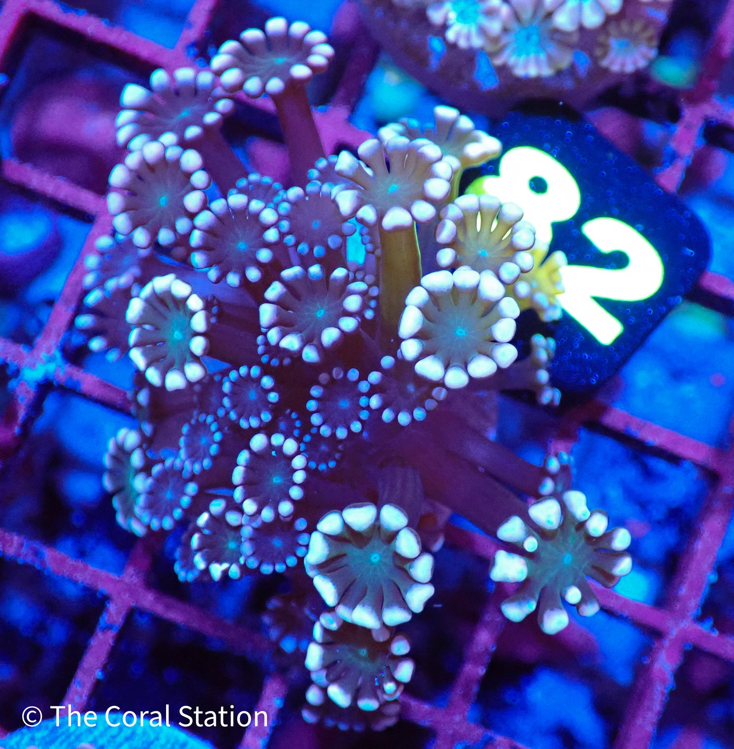 Alveopora Frag