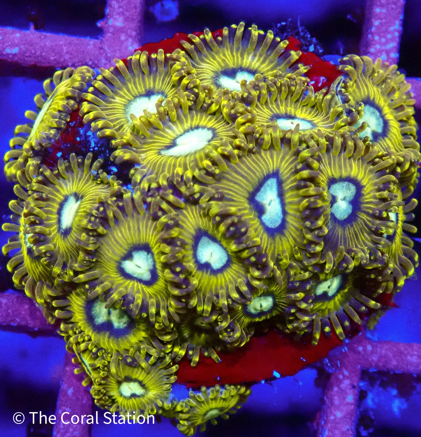 Pikachu Zoanthid - 20P