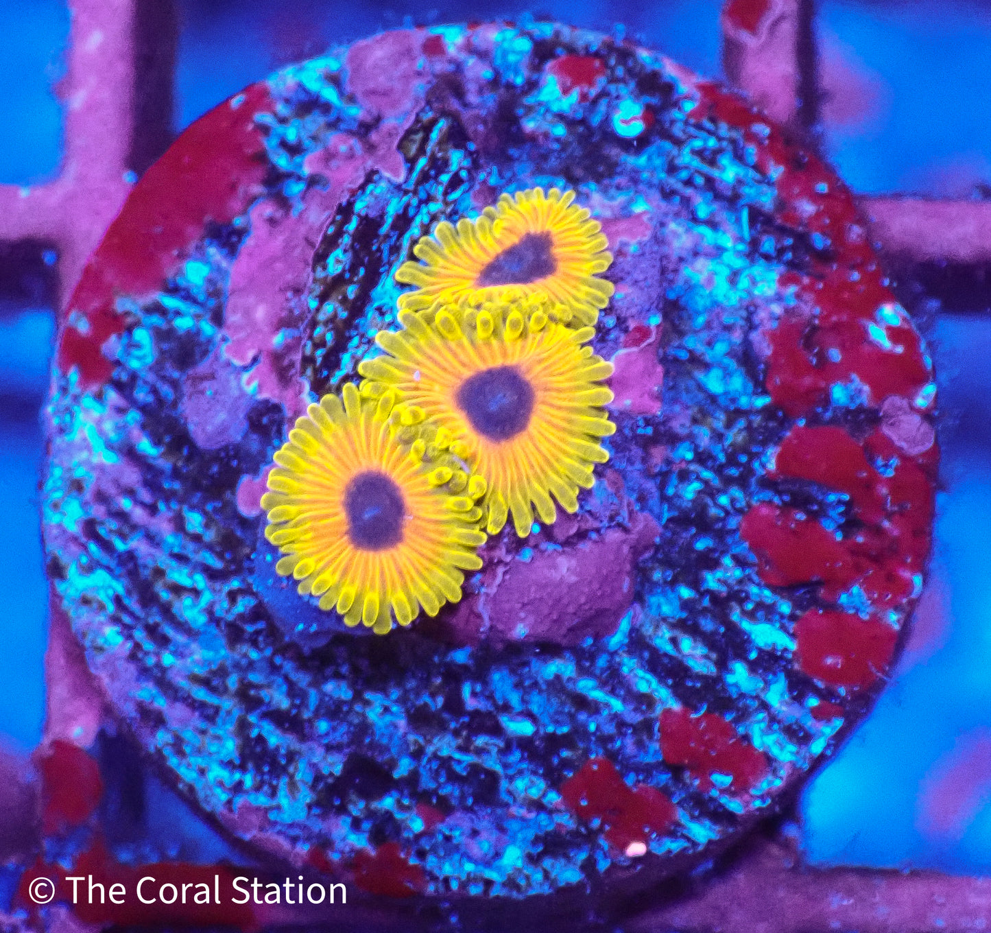 Great Owl Zoa 3Polyps