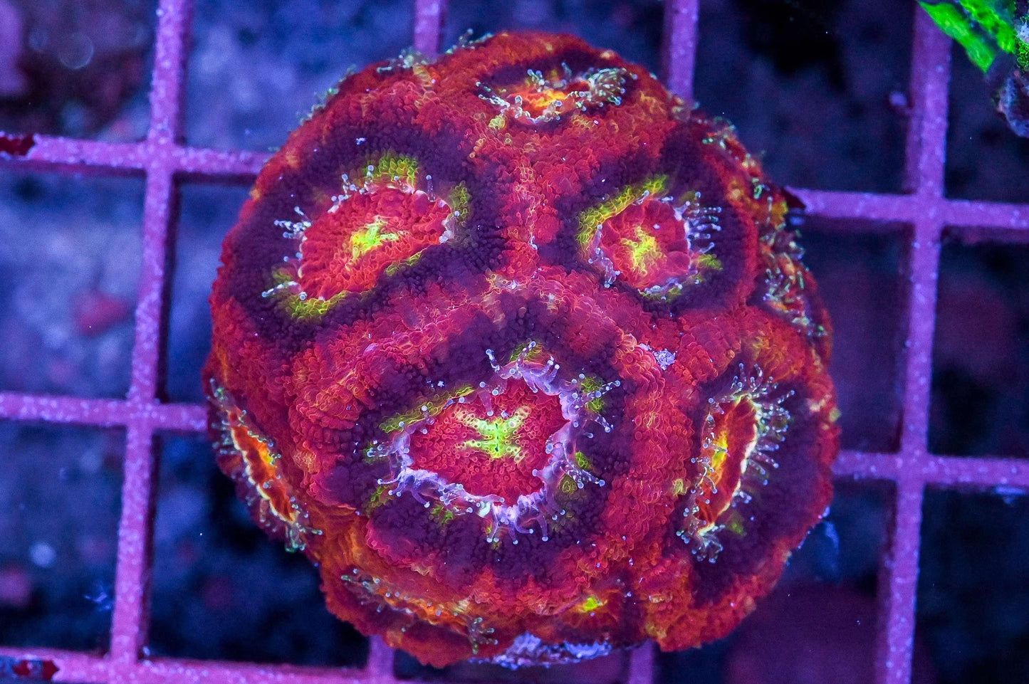 Asian Acan