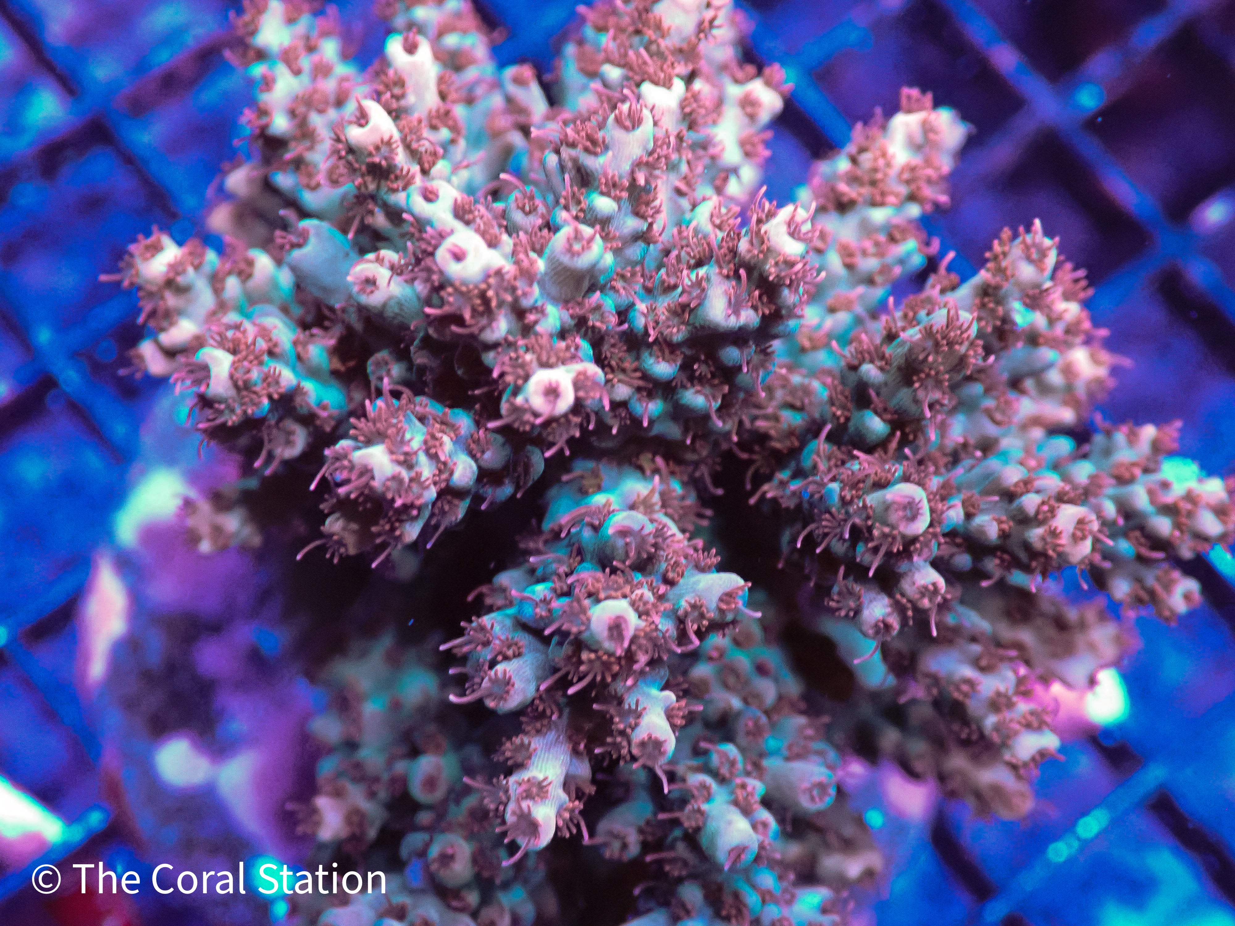 Collections – The Coral Station