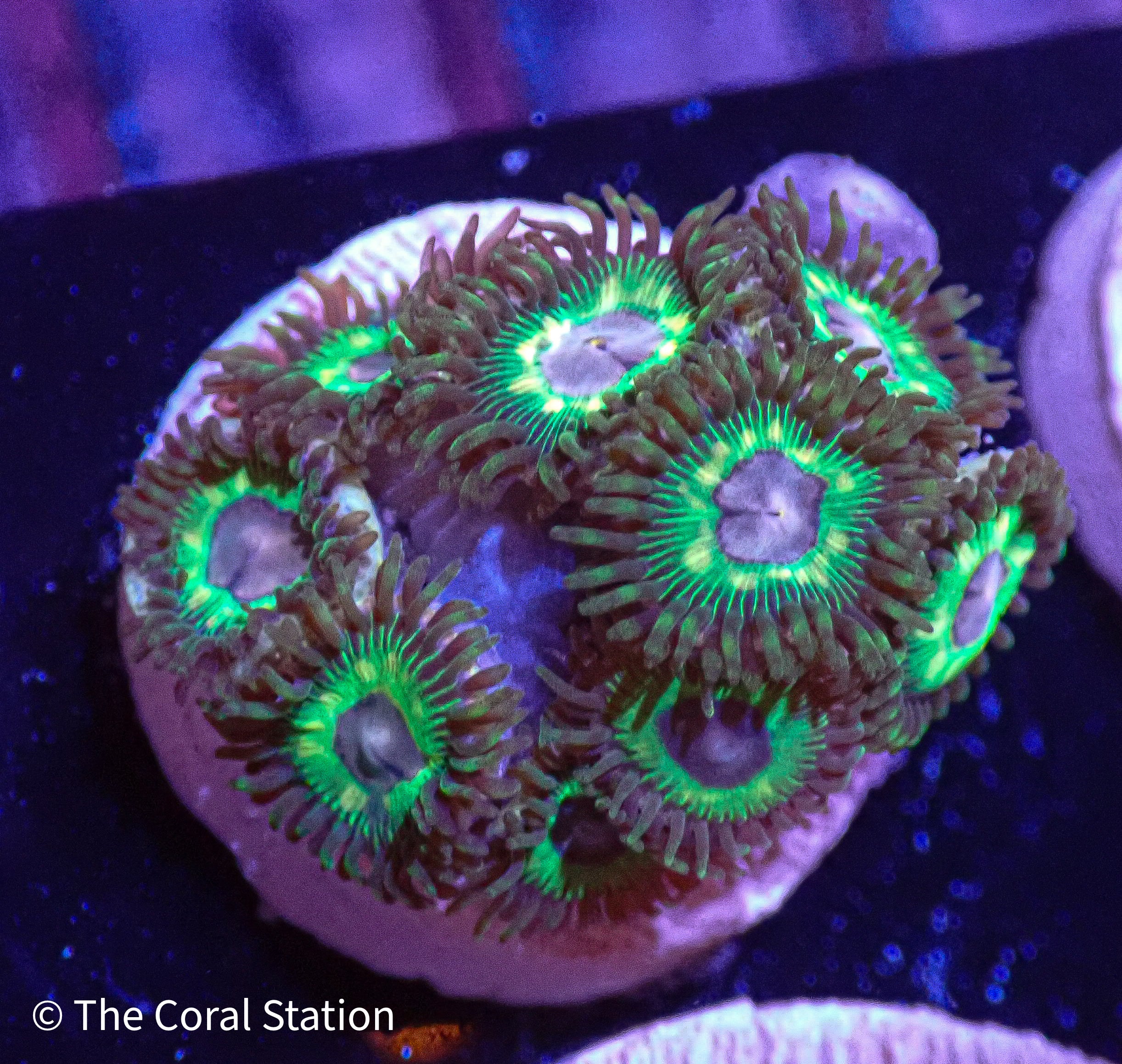 Collections – The Coral Station
