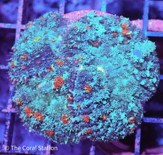 Crazy Mushroom with Blue Bounce