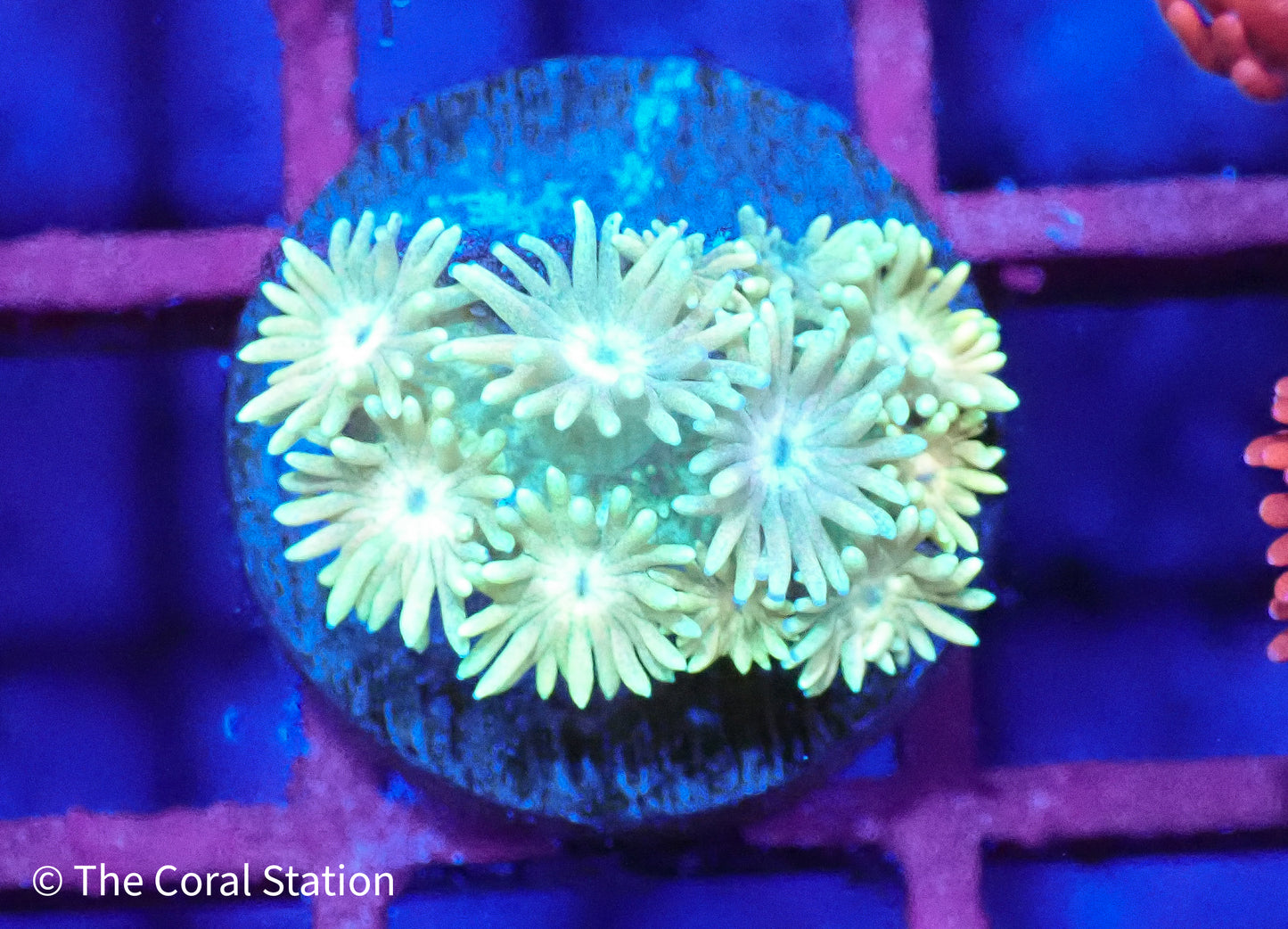 Goniopora
