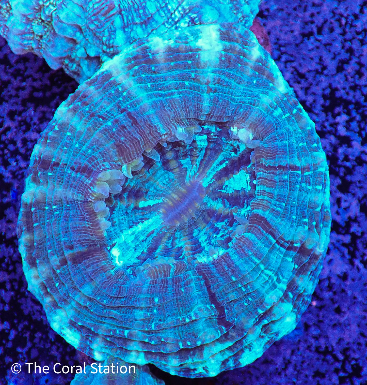 Acanthophyllia