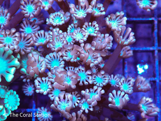 Pink with Blue Center Alveopora