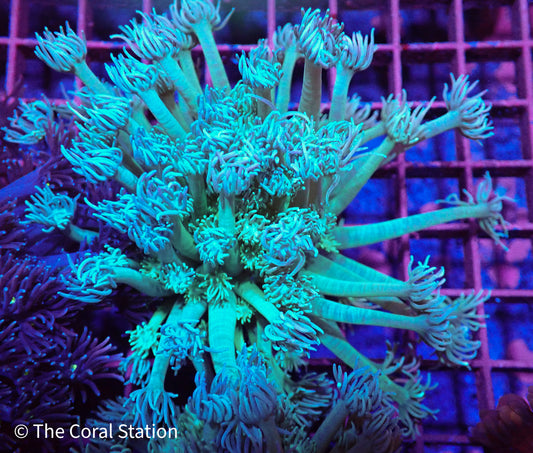 Teal Goniopora Colony