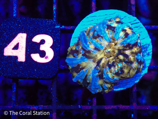 CK Half Baked Mushroom Coral