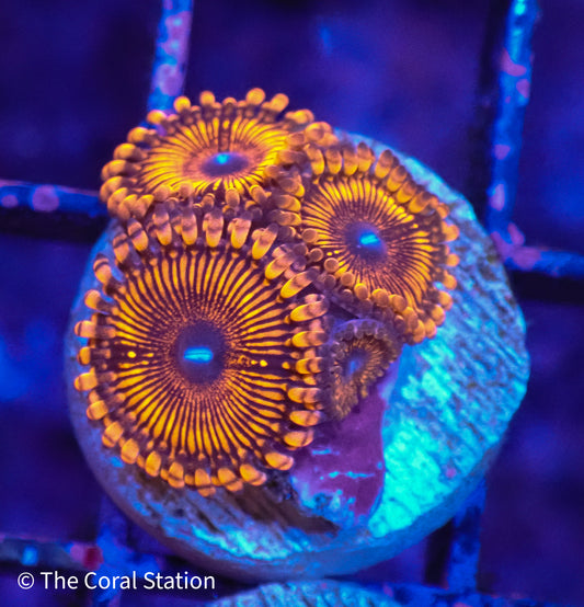 Live RED Zoanthid coral for sale – colorful soft coral frag for reef aquarium