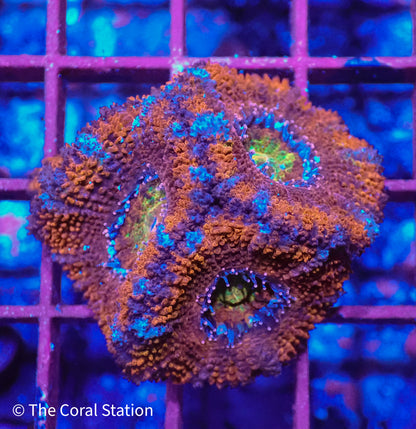 Rainbow Acan