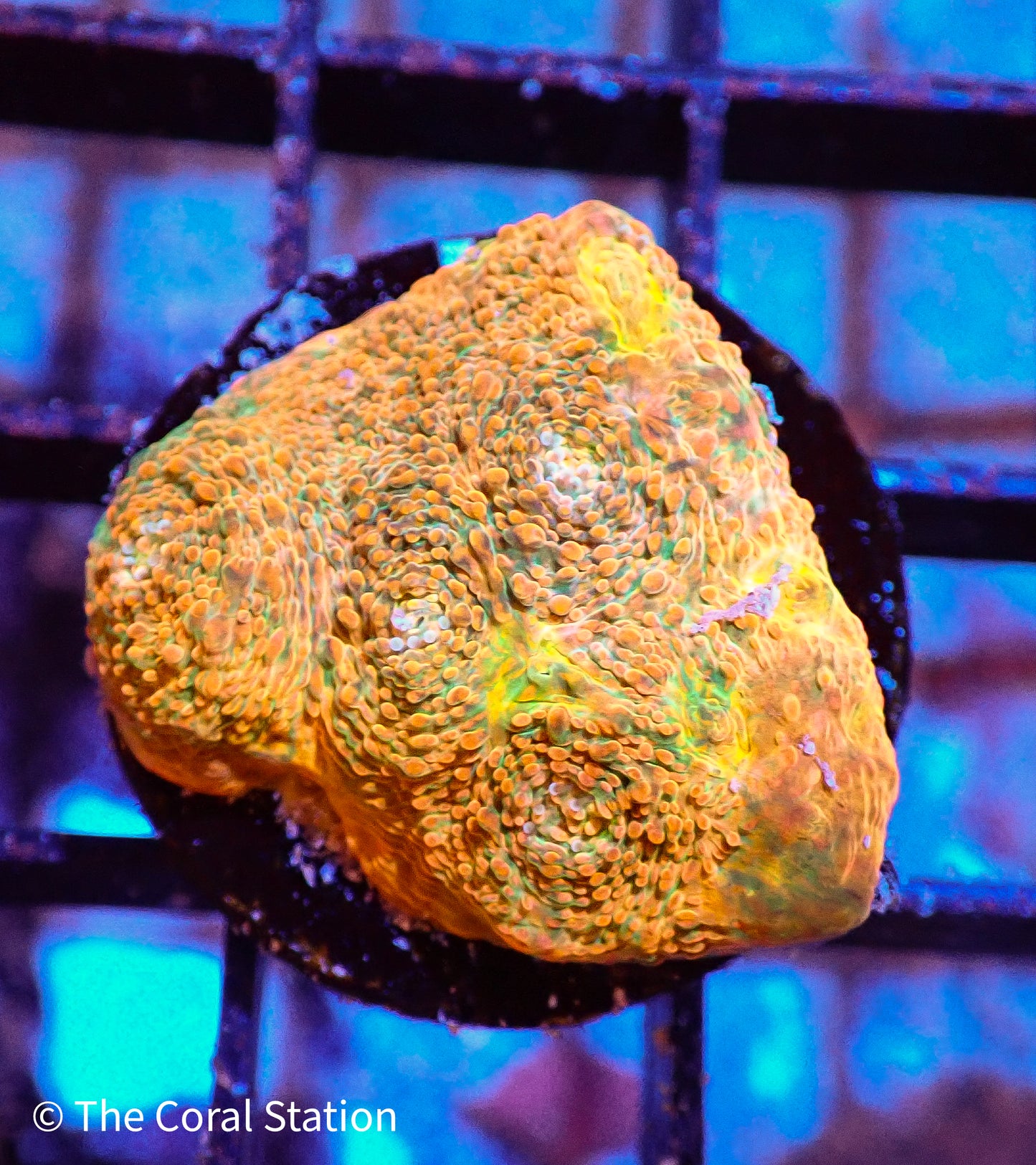 Melting Crayola Chalice Frag
