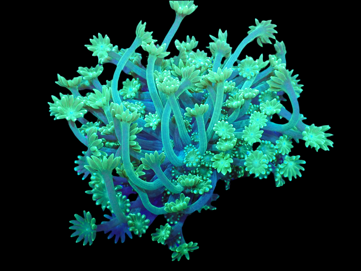 Green Alveopora
