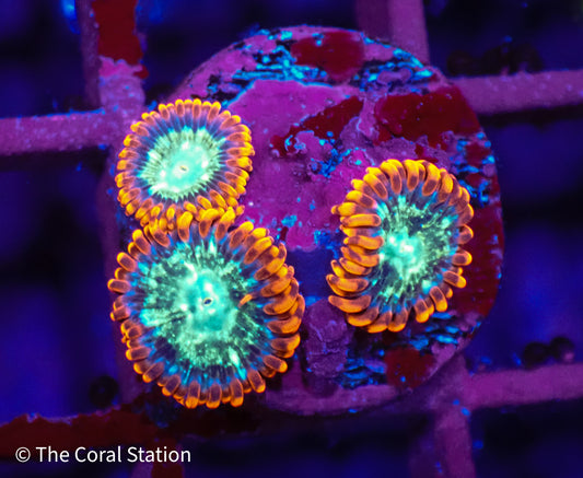 Spaceballs Zoa
