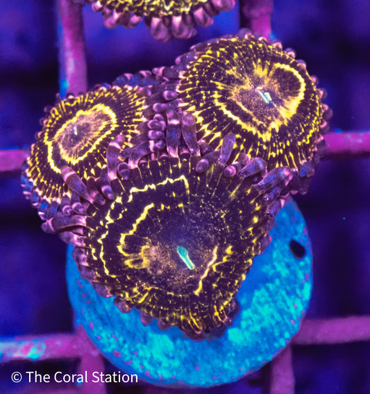 Stratosphere Zoa