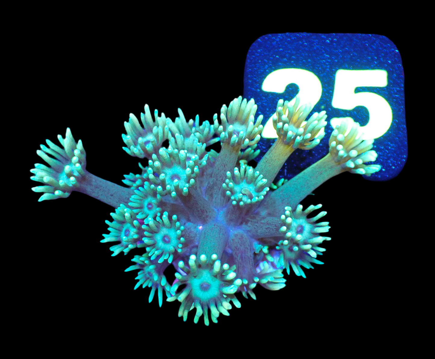 Goniopora frag