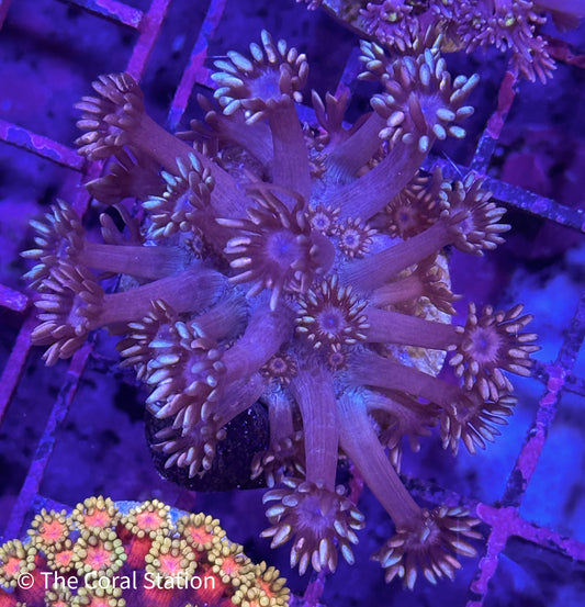 Purple Goniopora