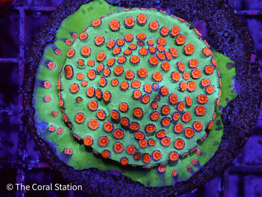 Cyphastrea Coral in reef aquarium with vibrant encrusting polyps and dense growth