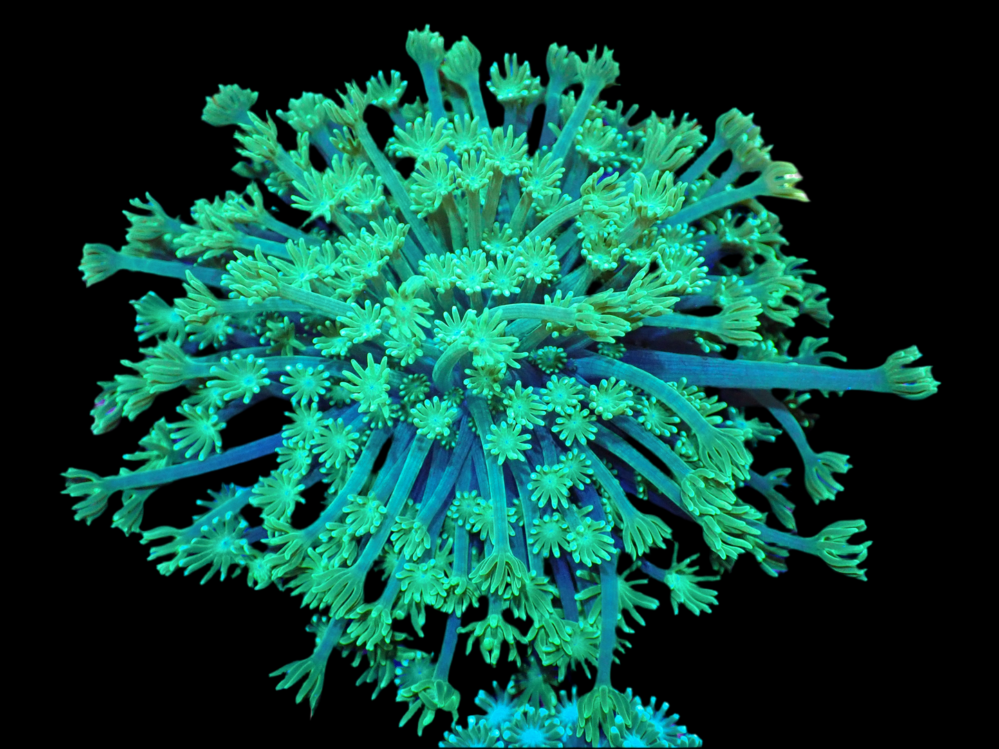 Green Alveopora