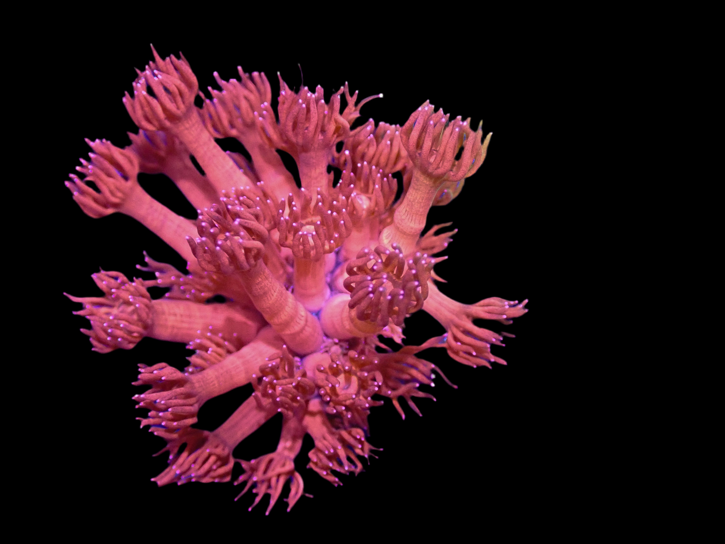 Ultra Goniopora