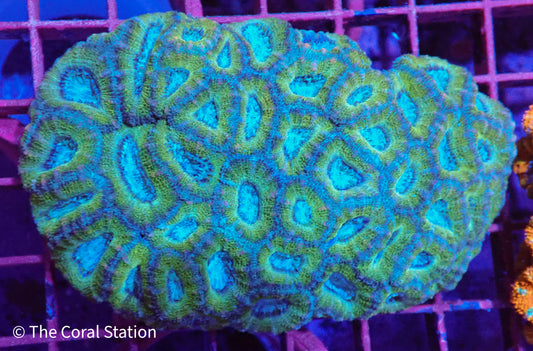Acan Colony