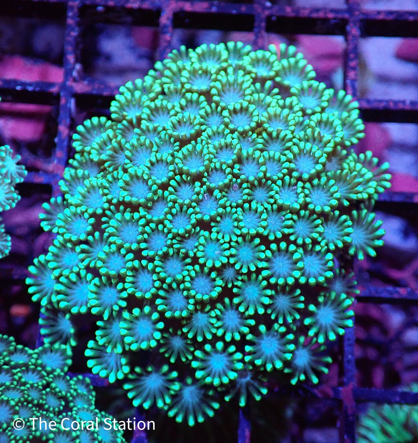 Green Alveopora