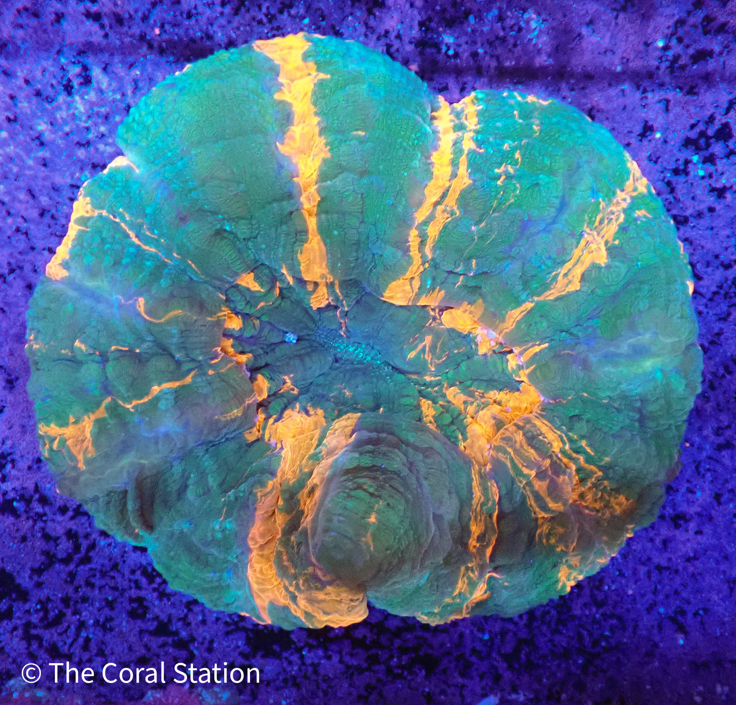Acanthophyllia
