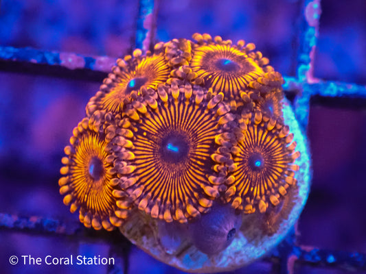 Close-up of a vibrant coral with intricate patterns under blue lighting.