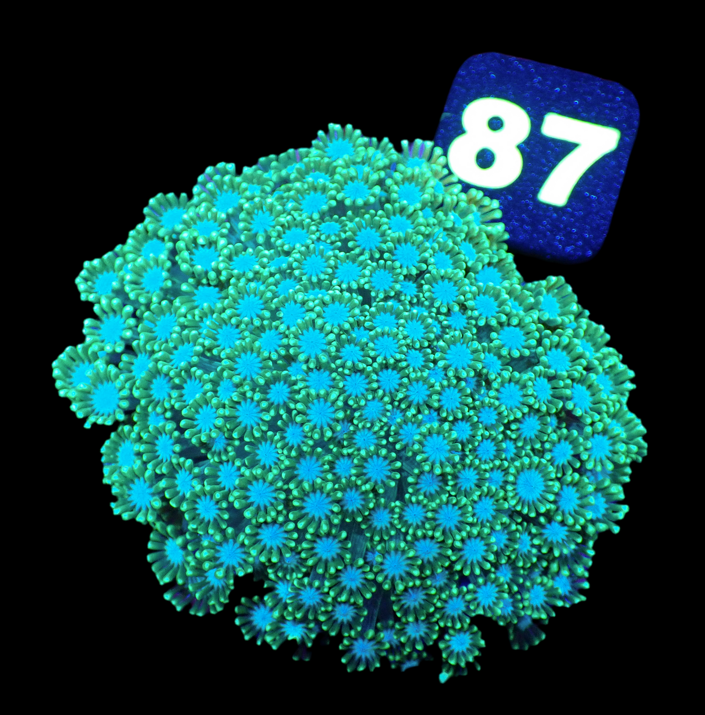 Green Alveopora