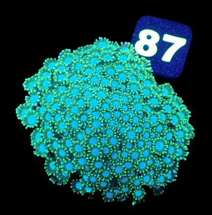 Green Alveopora