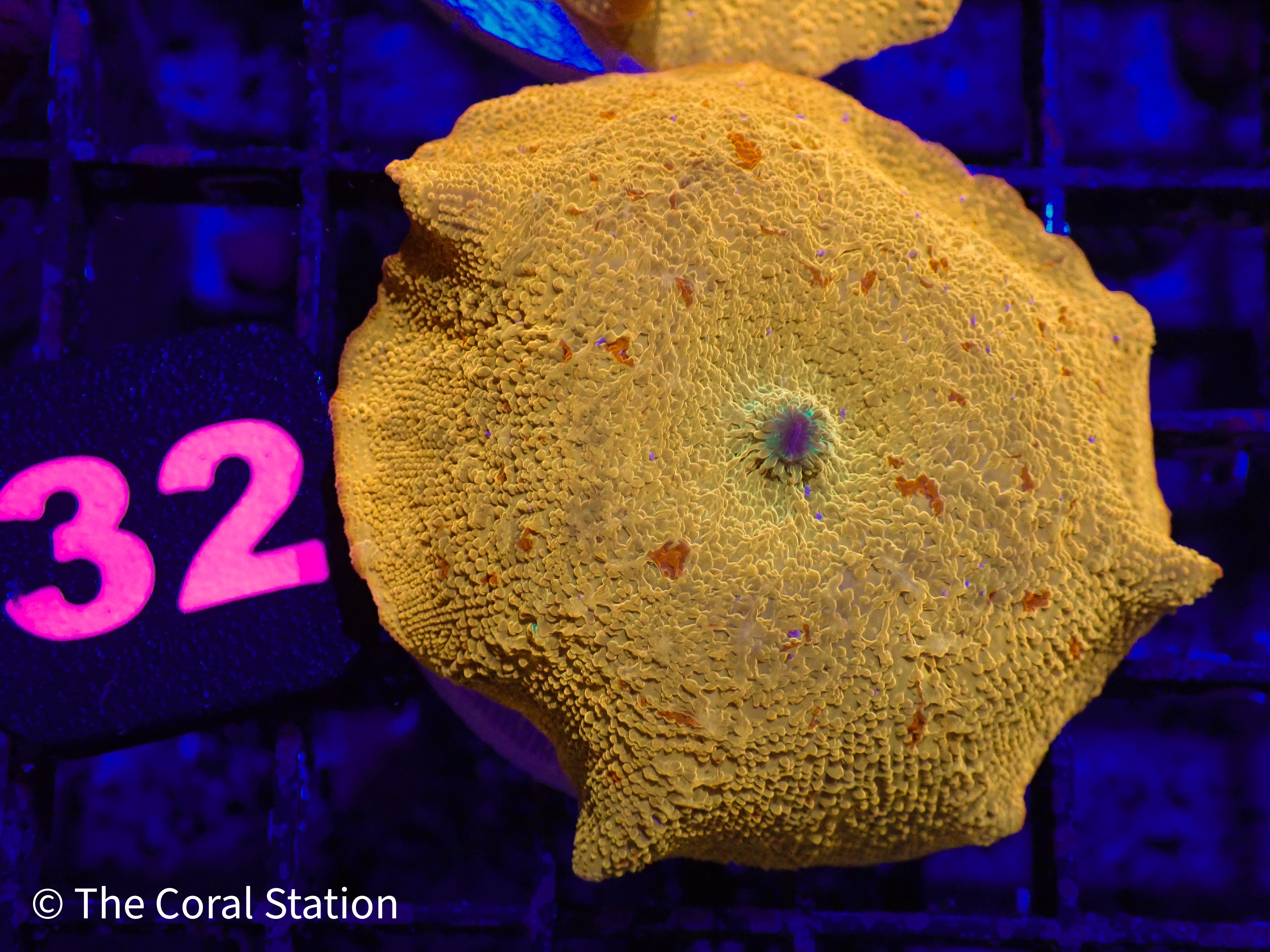 ルコラルステーション Products – The Coral Station
