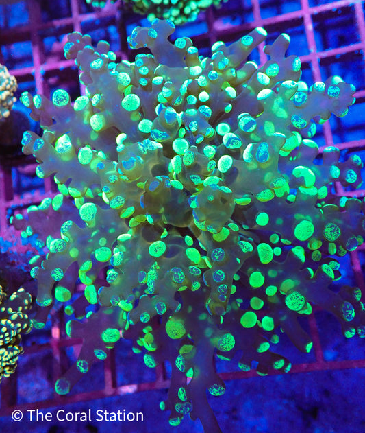 Bi Color Frogspawn
