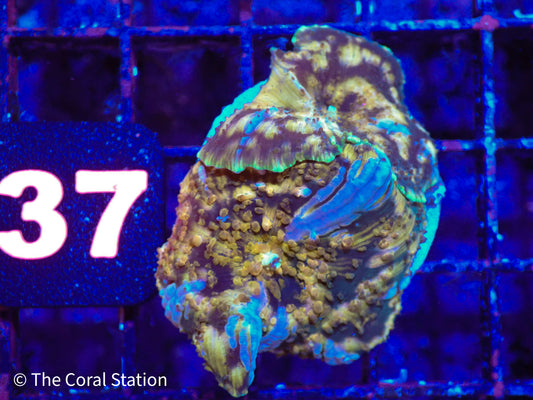 CK Half Baked Mushroom Coral DOUBLE