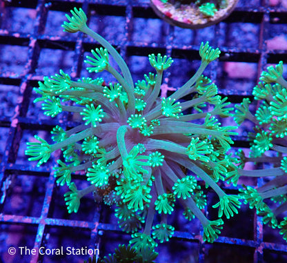 Green Alveopora