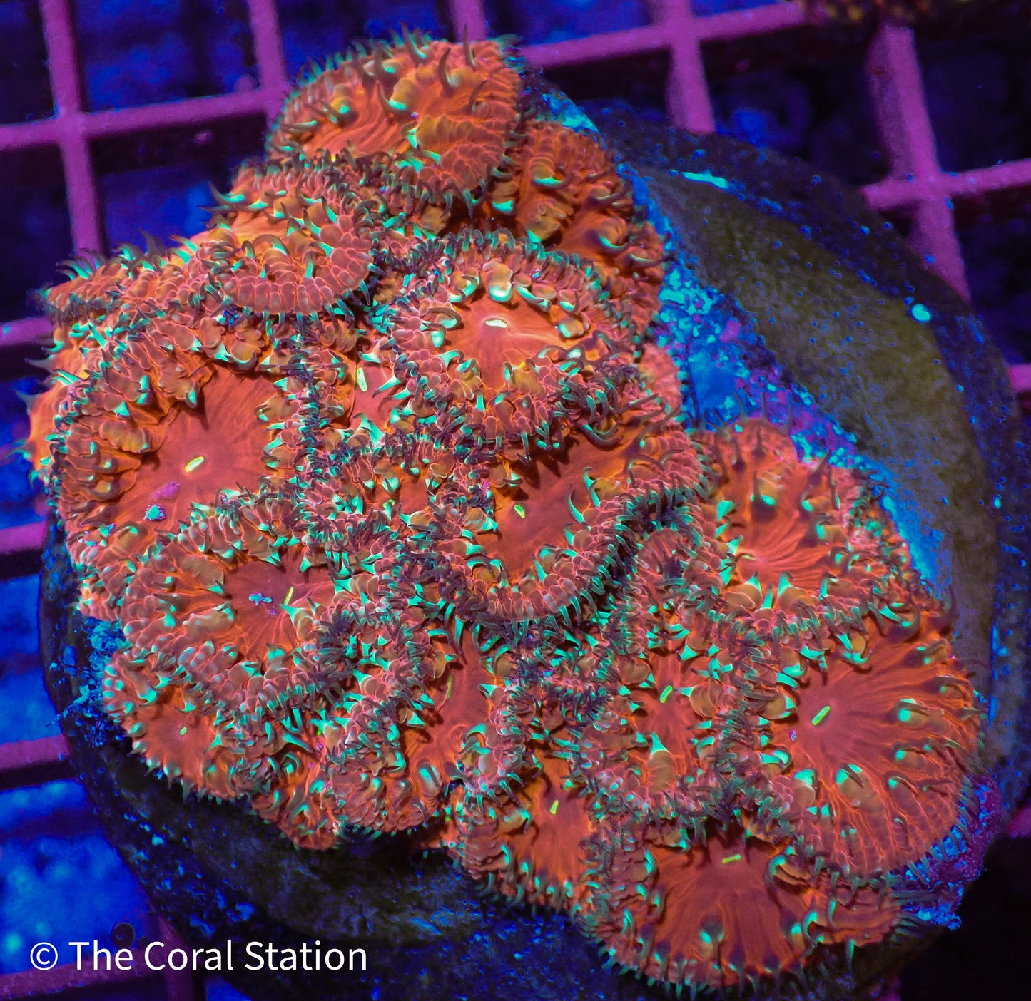 Blasto Colony