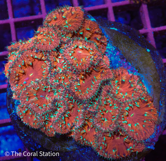 Blasto Colony