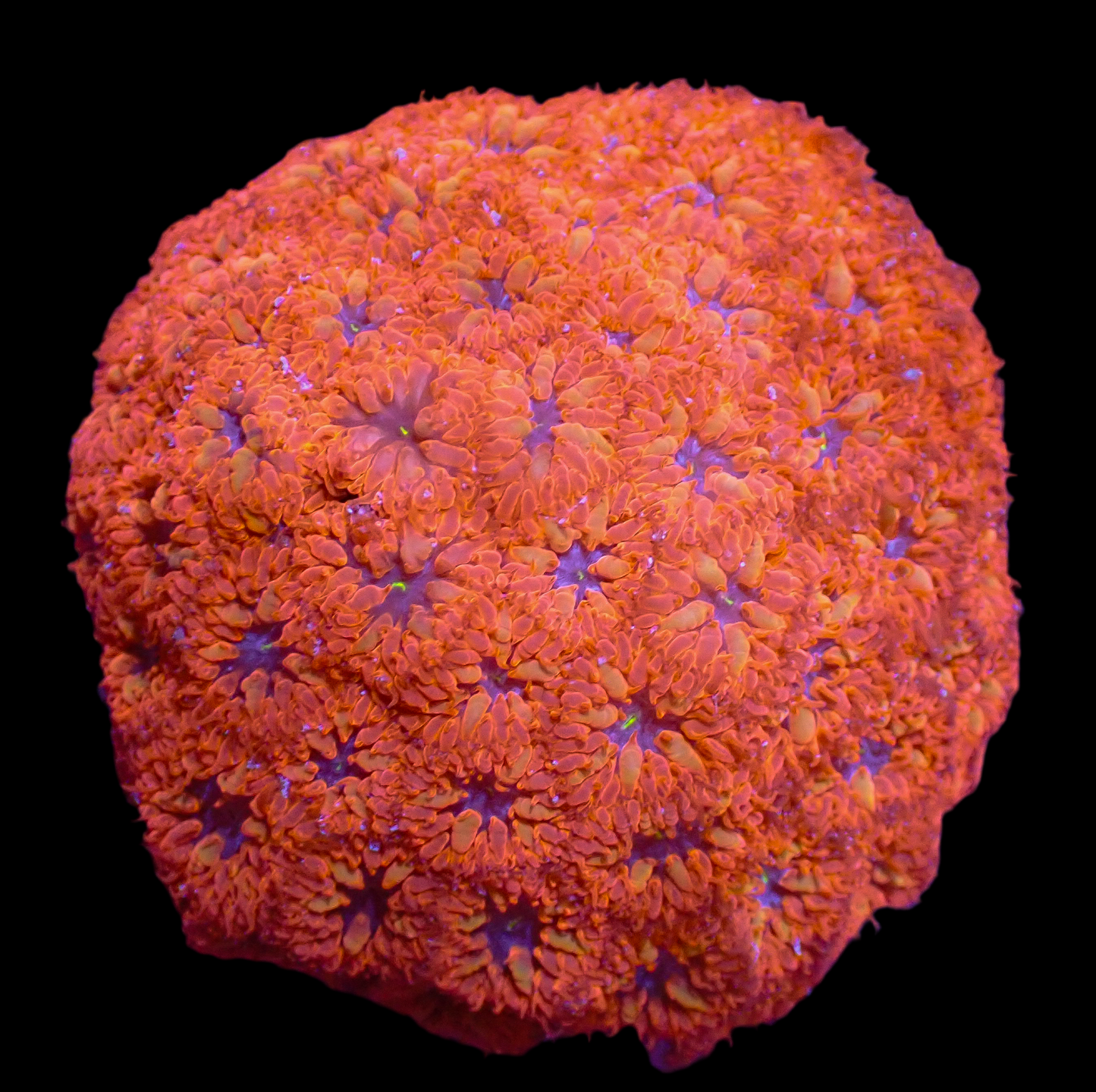 Blue Raven Blasto Colony